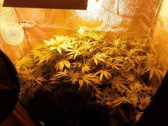 mini box 250w flogro 510