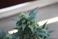 IMG 6286