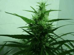 Punto rosa 53 jours flo
