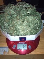 Le poid final de la Haze n°1