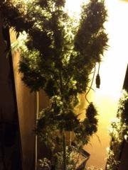 Haze