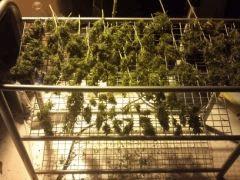 Plante Haze N°2
