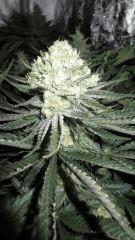 Amnesia Bilbo Flo + 52