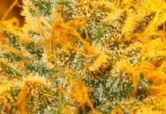 MACRO BIG FOOT 2