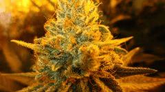 MACRO BIG FOOT
