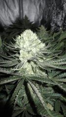 AMNESIA FLO + 54