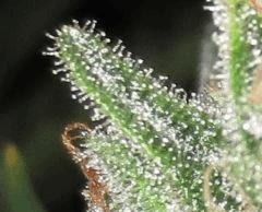 MACRO BIG FOOT