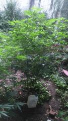 JackHerer 1M85