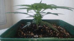 Critical Jack