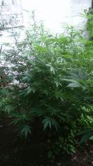 WhiteWidow
