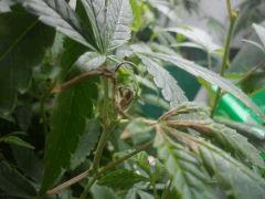 Saloperie de produit  "BIO prêt à l'emploie" !!