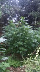 Jack Herer