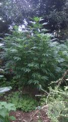 Jack Herer
