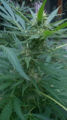 WhiteWidow