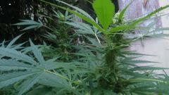 WhiteWidow