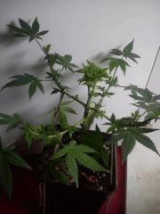 Jack Herer #2