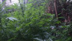 Jack Herer