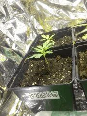 Amnesia Original Dinafem Seeds