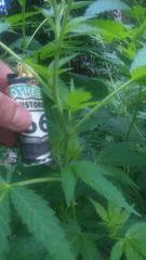 Jack Herer