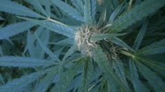 Jack herer