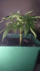 Critical Jack