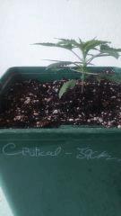 Critical Jack