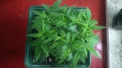 Critical Jack