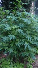 JackHerer