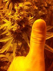 White Widow (ancienne récolte)