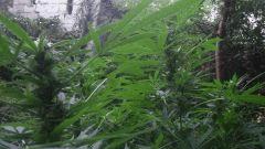 White Widow