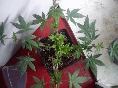 Jack Herer #2