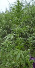 Diesel Rider x Libanese (Blue Hemp)