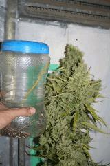 Mex x kush