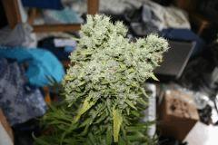 Mex x kush