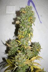 mex x kush