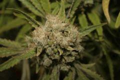 mex x kush