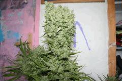 Mex x kush