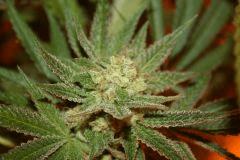 mex x kush