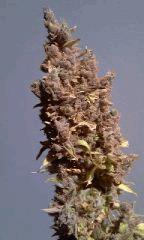 IMAG5152