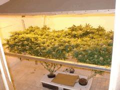 scrog