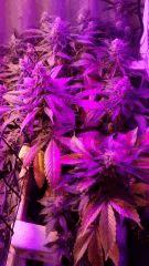 IMG 20150314 194230281
