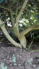 IMG 20140802 113209204
