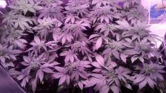 IMG 20160209 191520147