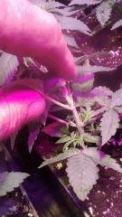 IMG 20160203 WA0007