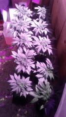 IMG 20160209 182820293
