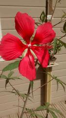 IMG 20150717 111636242