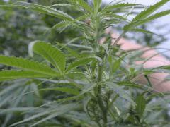 plant2