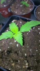 No strawberry amnesia