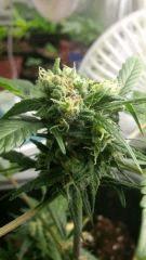 BluePyramid Flo 22