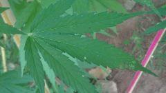 IMG 20140812 112708 Hdr